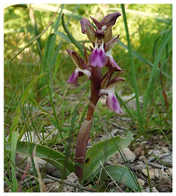 Orchis collina .......ed altro....